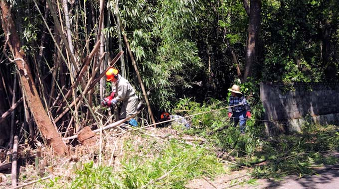 竹の伐採活動の新聞社取材